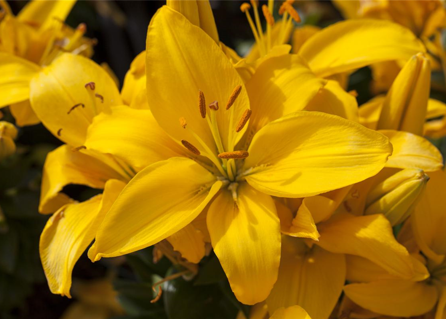 Lilium x cultorum Rio de Janeiro