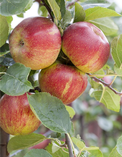 Malus domestica Aroma