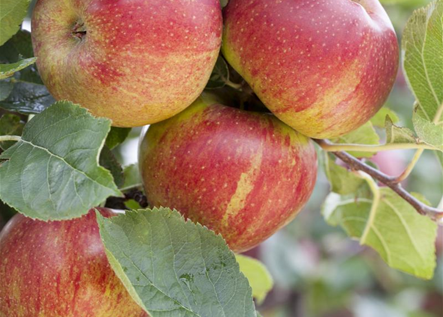 Malus domestica Aroma