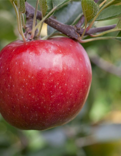 Malus domestica Rote Jonagold