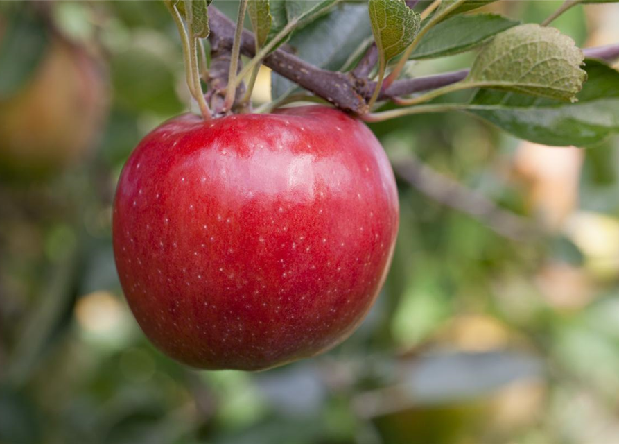 Malus domestica Rote Jonagold