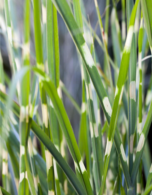 Miscanthus sinensis Strictus