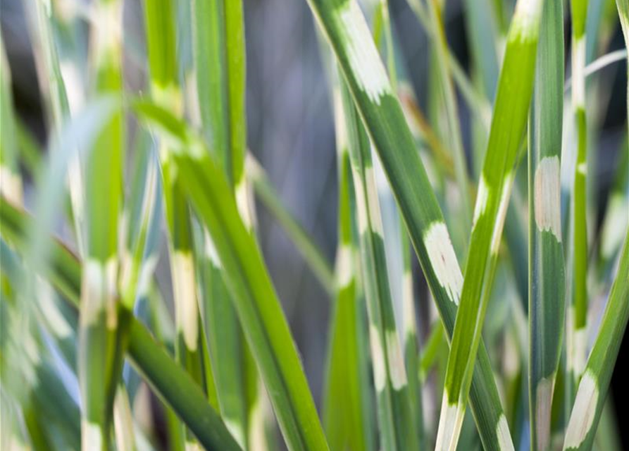 Miscanthus sinensis Strictus