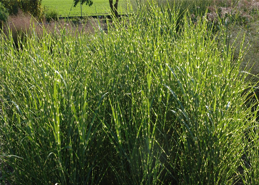 Miscanthus sinensis Strictus