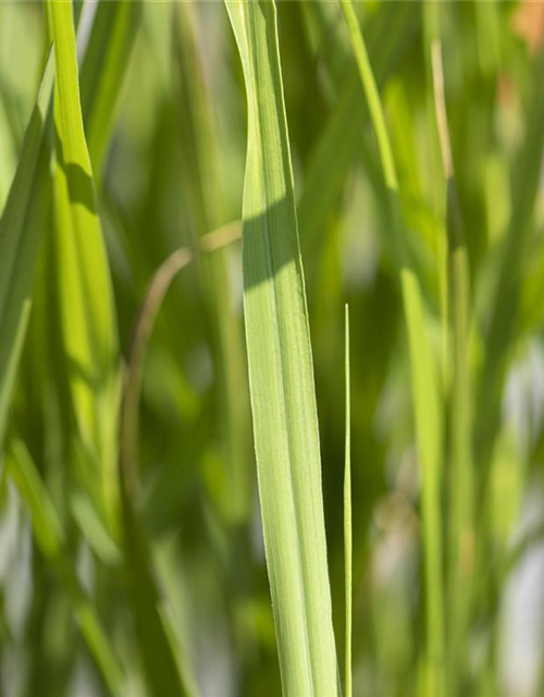 Miscanthus sinensis Strictus