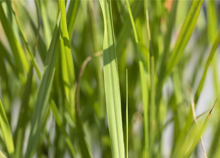 Miscanthus sinensis Strictus