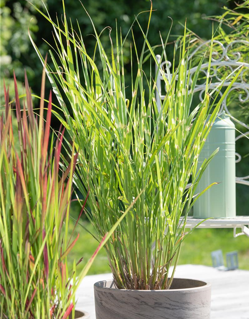 Miscanthus sinensis Strictus