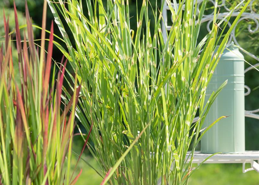 Miscanthus sinensis Strictus