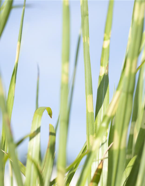 Miscanthus sinensis Strictus