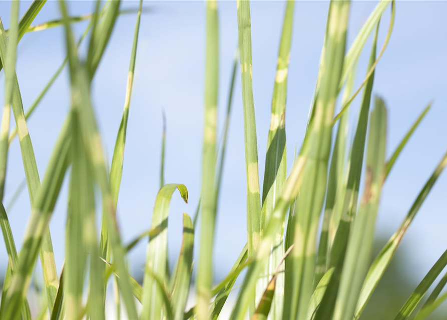 Miscanthus sinensis Strictus