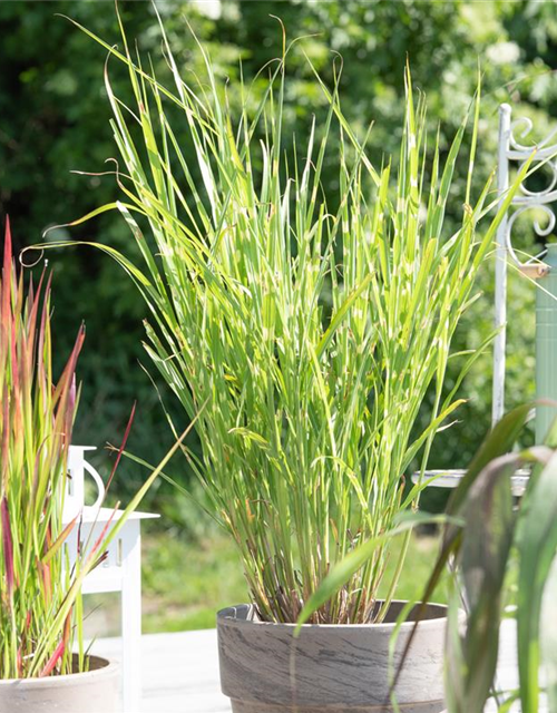 Miscanthus sinensis Strictus