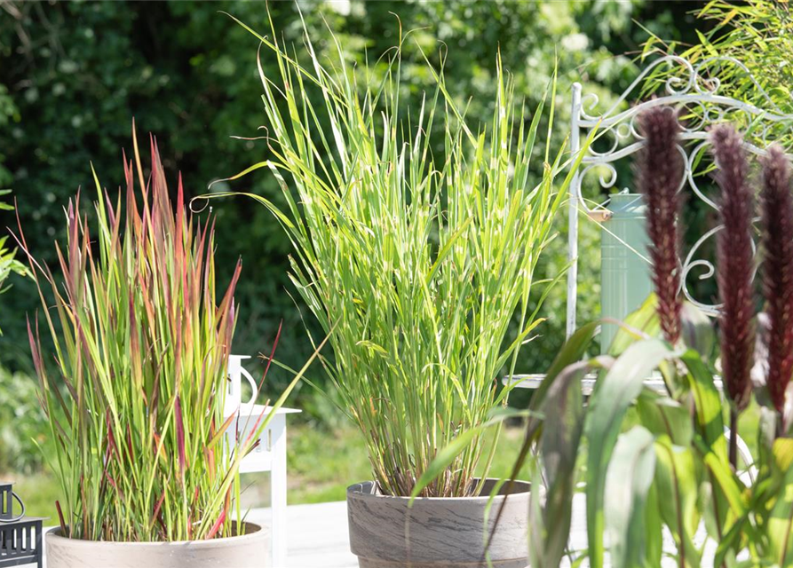 Miscanthus sinensis Strictus