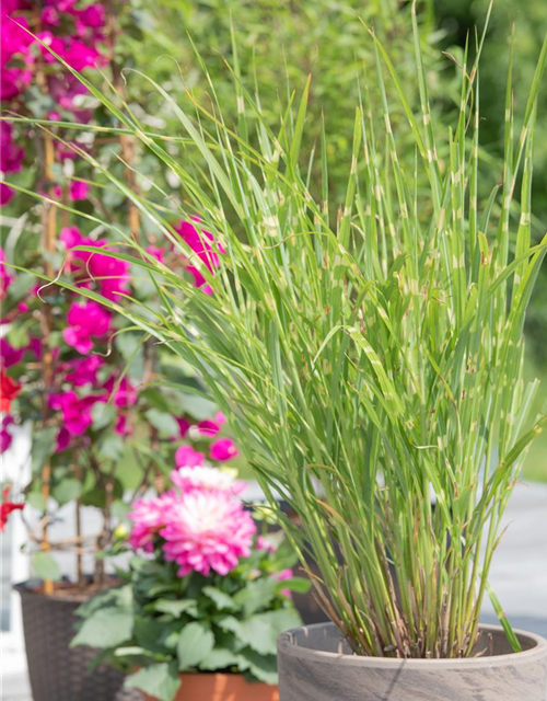 Miscanthus sinensis Strictus