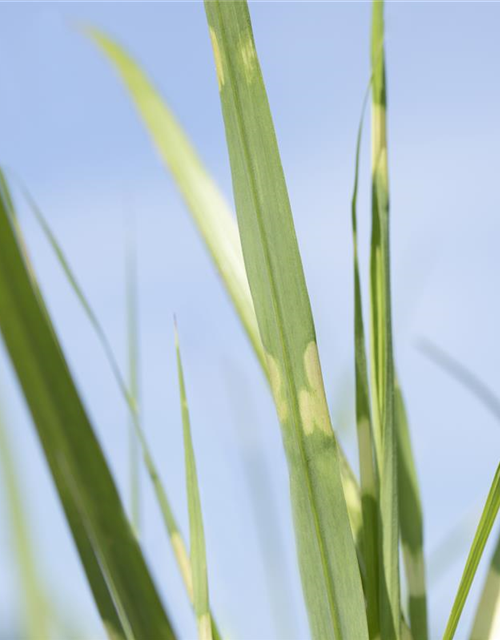 Miscanthus sinensis Strictus