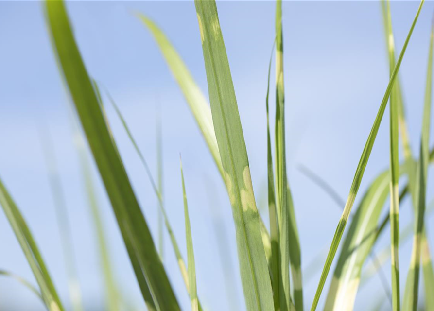 Miscanthus sinensis Strictus