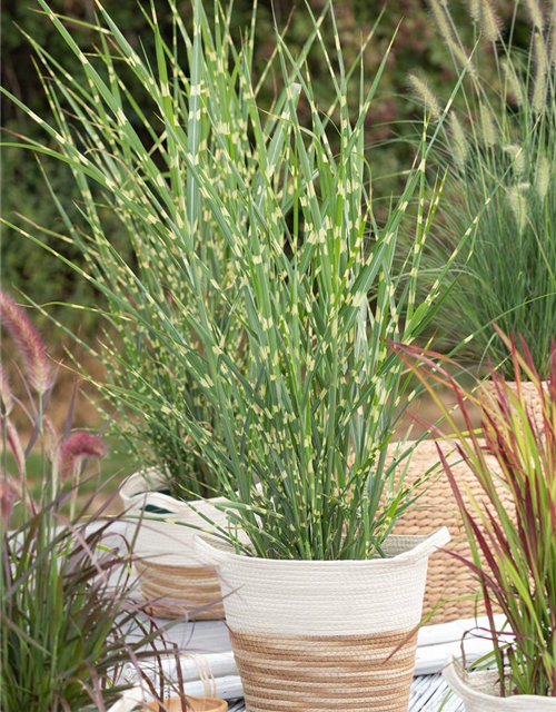 Miscanthus sinensis Strictus