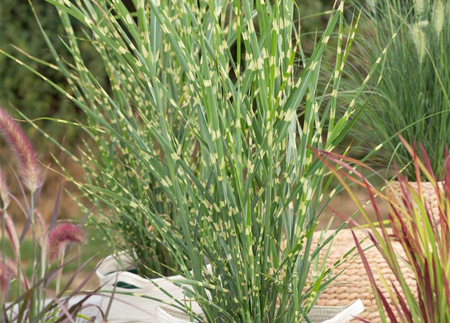 Miscanthus sinensis Strictus