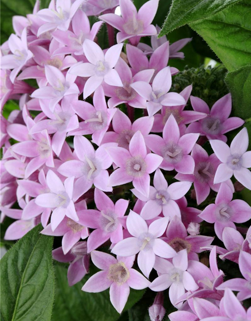 Pentas Ianceolata Mix