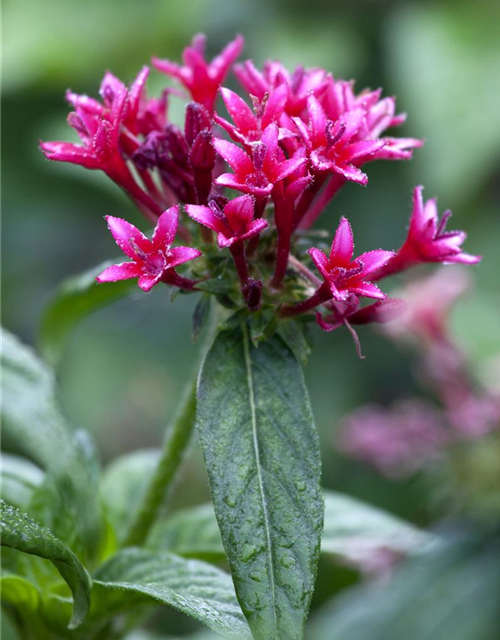 Pentas Ianceolata Mix