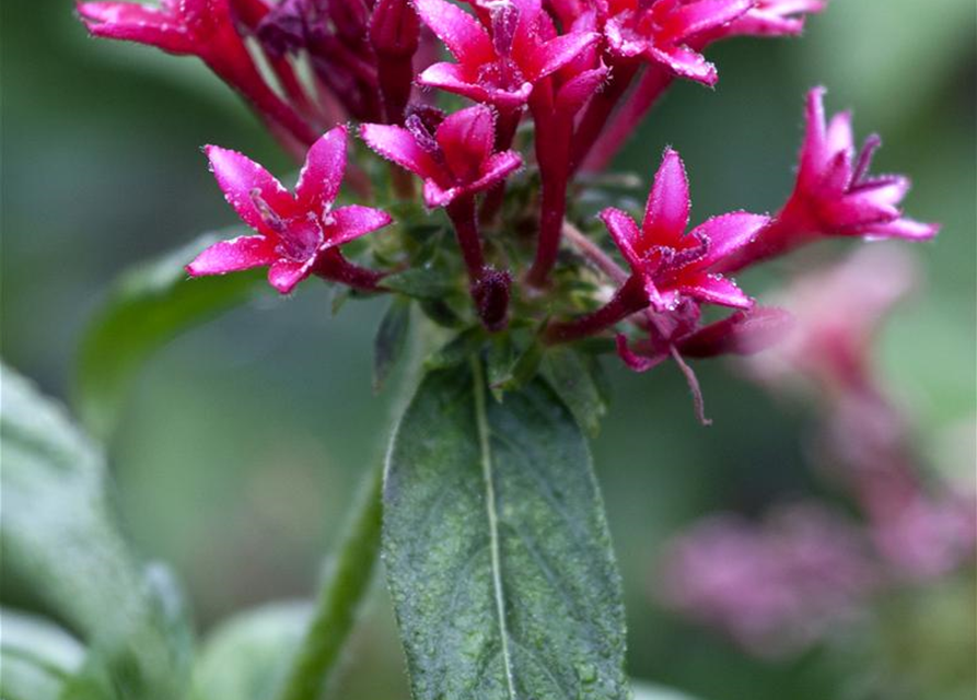 Pentas Ianceolata Mix