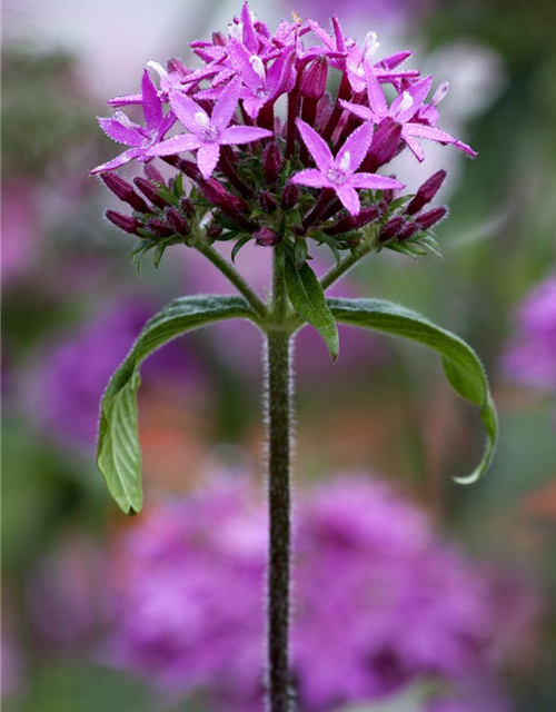 Pentas Ianceolata Mix