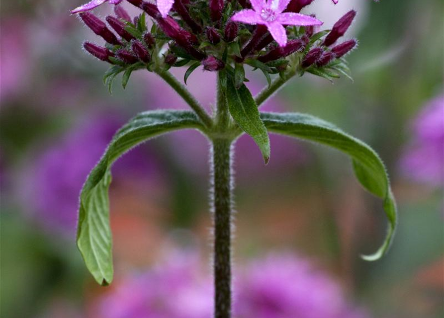 Pentas Ianceolata Mix