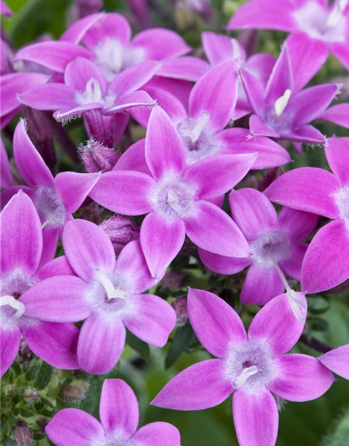 Pentas Ianceolata Mix