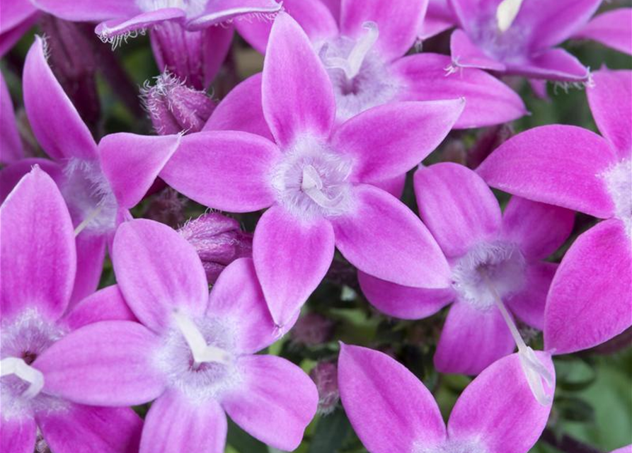 Pentas Ianceolata Mix