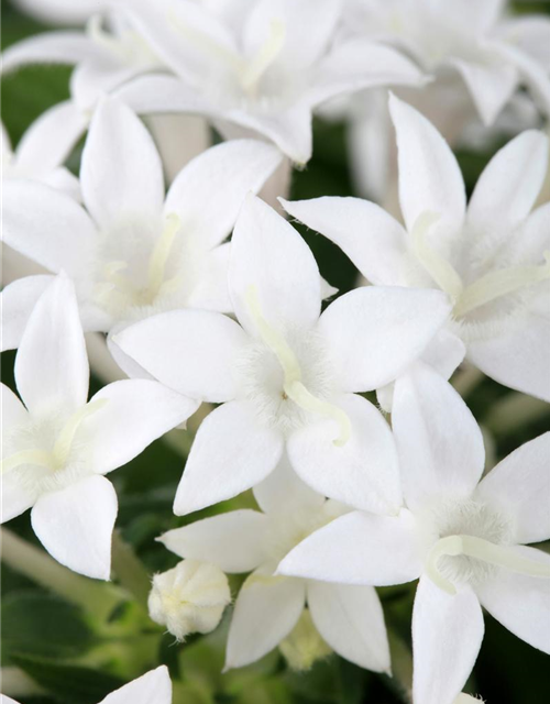 Pentas Ianceolata Mix