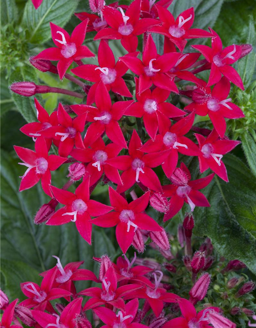 Pentas Ianceolata Mix