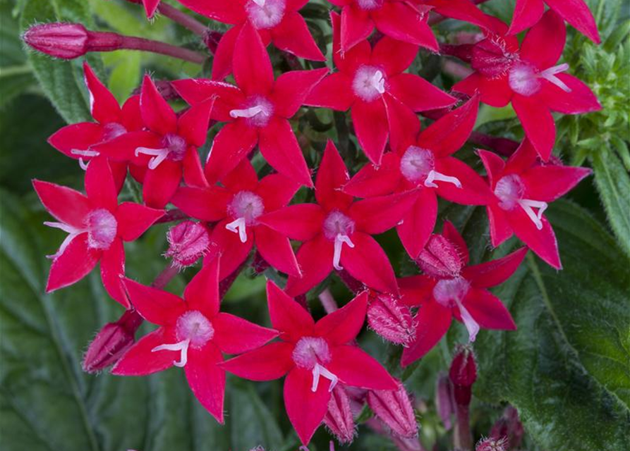 Pentas Ianceolata Mix