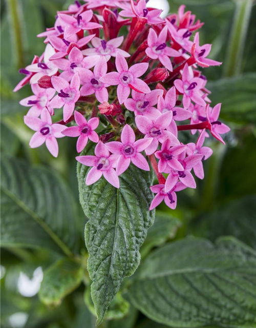 Pentas Ianceolata Mix