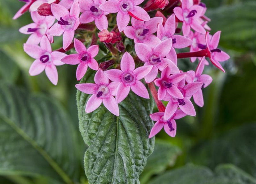 Pentas Ianceolata Mix