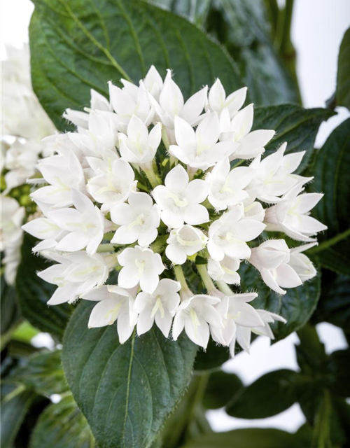 Pentas Ianceolata Mix