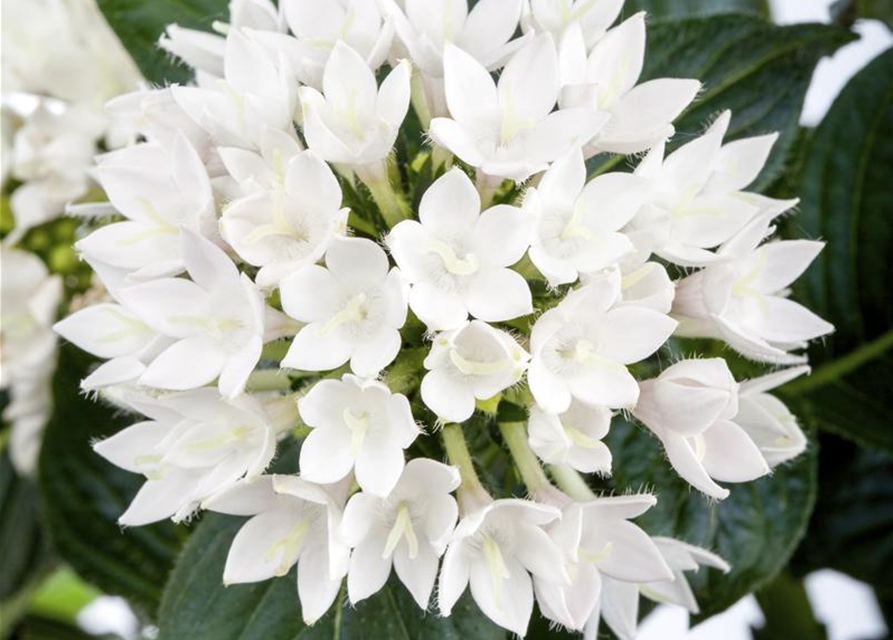 Pentas Ianceolata Mix