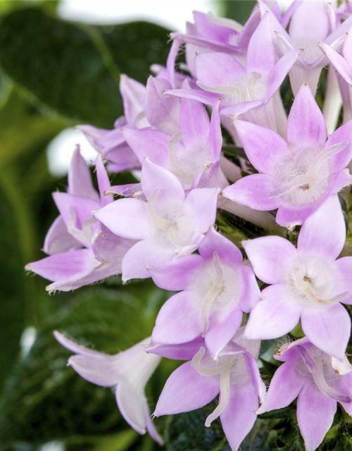 Pentas Ianceolata Mix