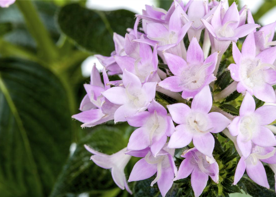 Pentas Ianceolata Mix