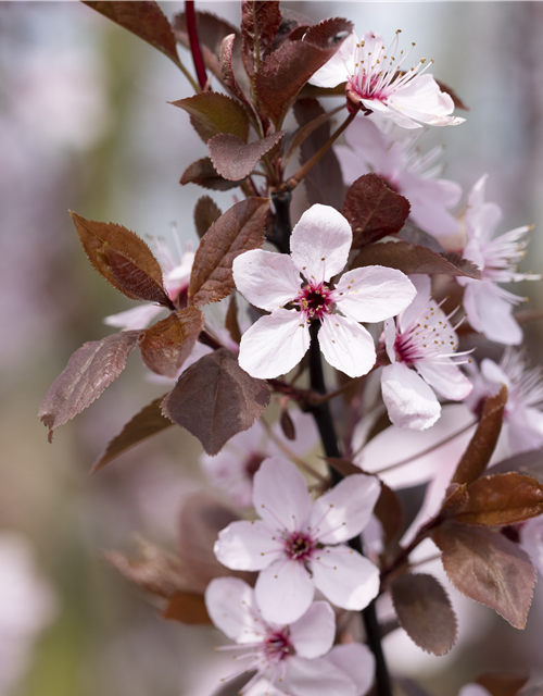 Prunus cerasifera Spring Glory