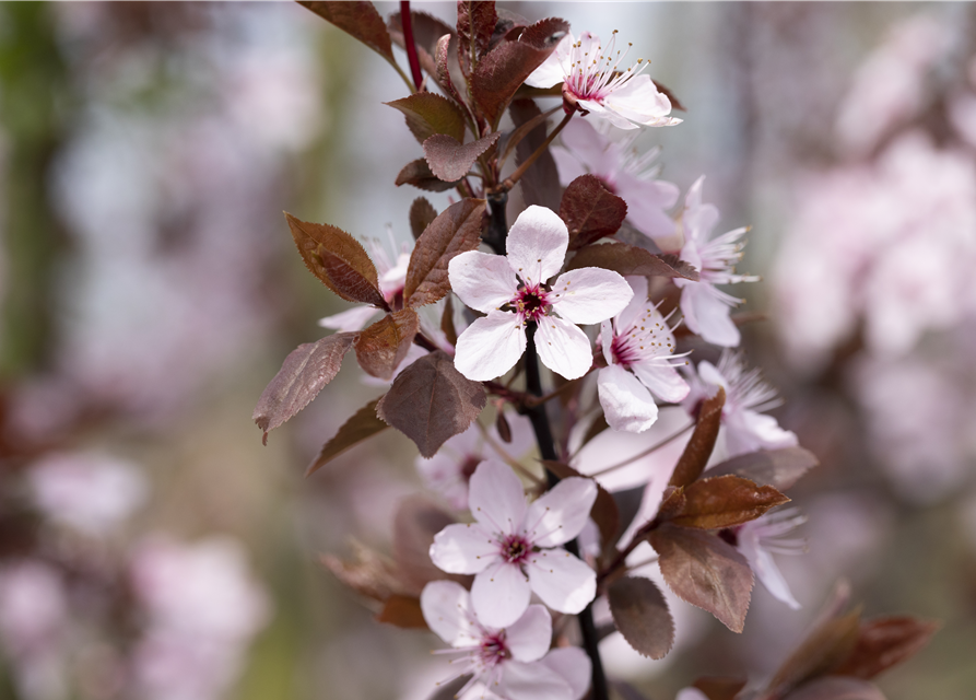 Prunus cerasifera Spring Glory