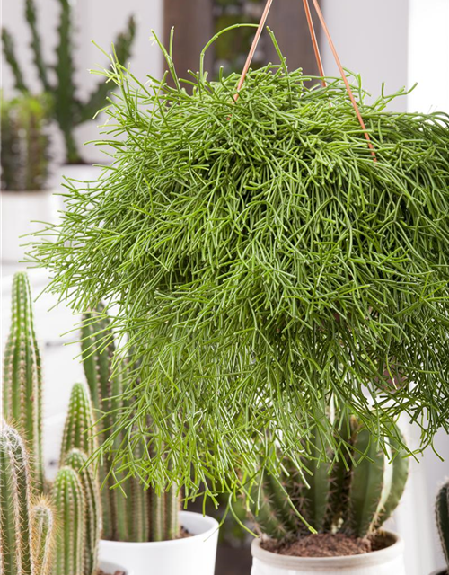 Rhipsalis pulchra Ampel