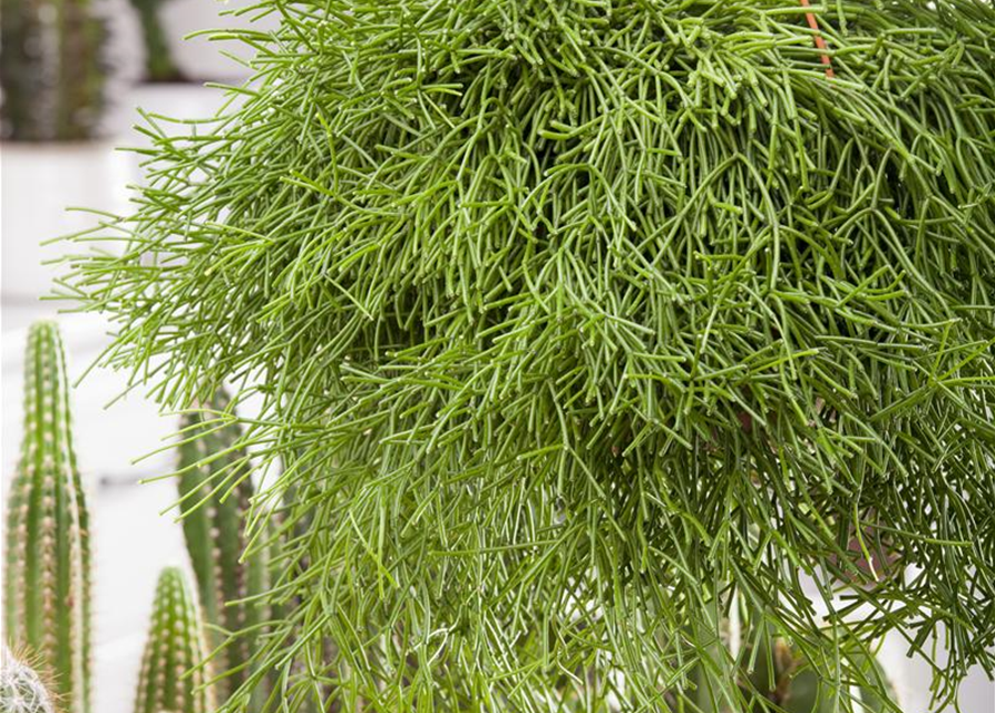 Rhipsalis pulchra Ampel