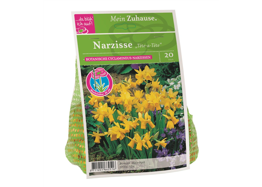 Narcissus Tete da tete x20 12/+