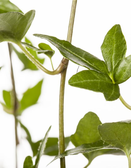 Hedera helix Shamrock