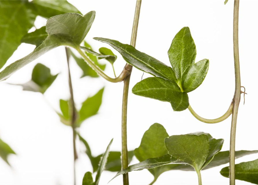 Hedera helix Shamrock