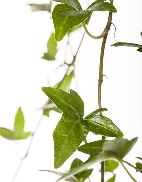 Hedera helix Shamrock