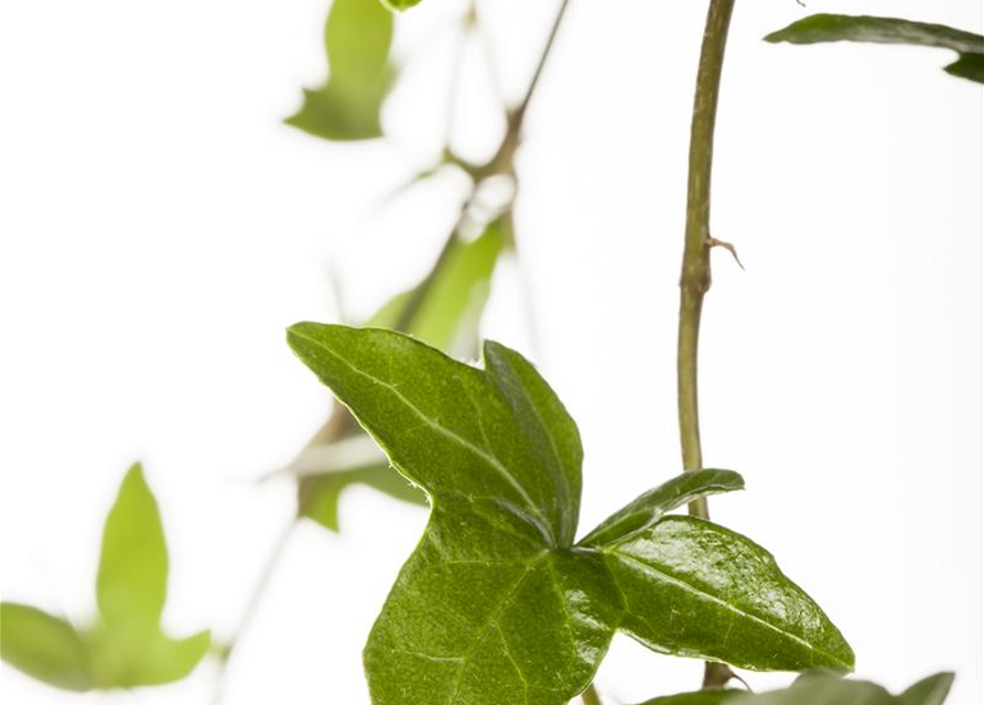 Hedera helix Shamrock