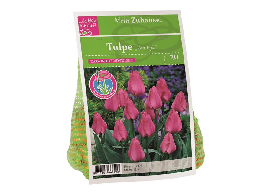 Tulipa van Eijk x20 12/+