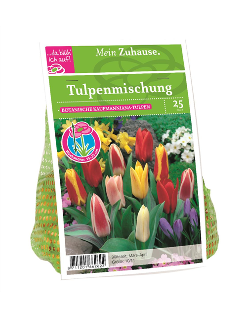 Tulipa kaufmanniana x25 10/11