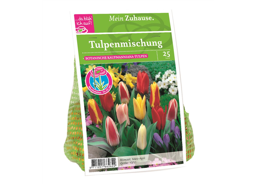 Tulipa kaufmanniana x25 10/11