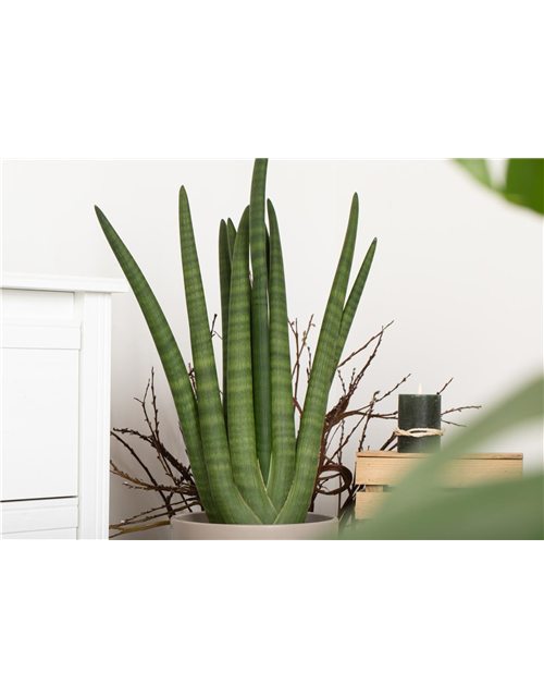 Sansevieria cylindrica Straight